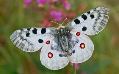 Le farfalle del Parco Alpi Liguri