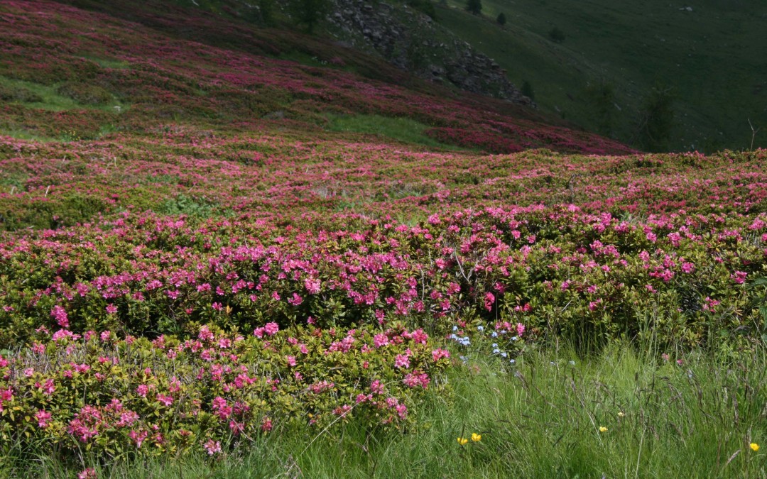 Rododendri sul Saccarello – Escursione con Pro Loco Mendatica