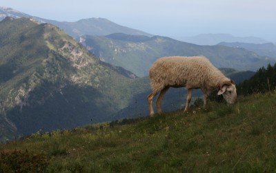 Parte dall’Imperiese la “reconquista” dei boschi liguri