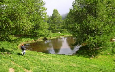 18 luglio – Una foresta per dimora