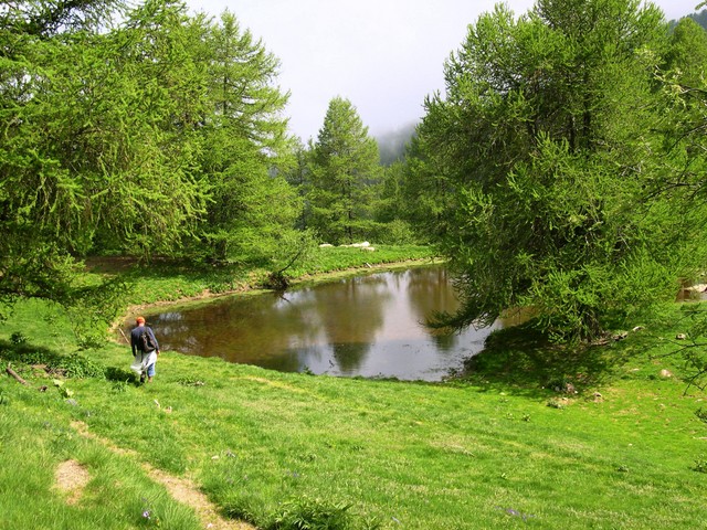 18 luglio – Una foresta per dimora