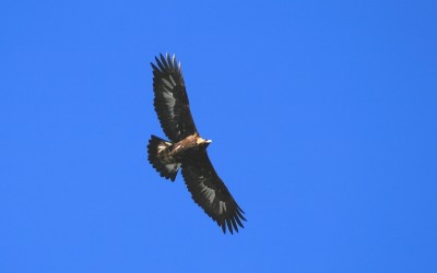 28 novembre – Incontro Nazionale sull’Aquila Reale