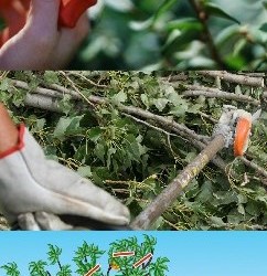 Altrove… Corso di gestione vigneti/frutteti