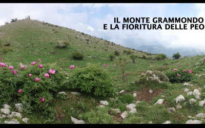 Altrove… Il Monte Grammondo e la fioritura delle peonie