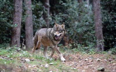Dalla Regione – Risarcimento danni da ungulati e lupi