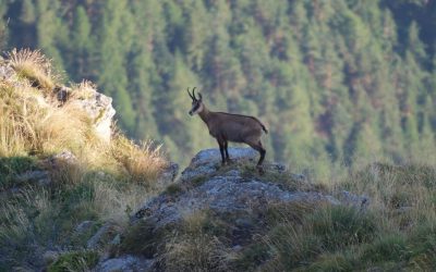 4 giugno – Avvistamento camosci a Piancavallo