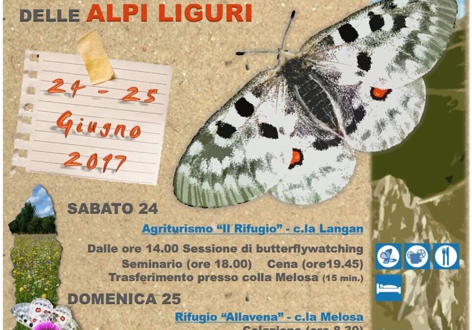 24-25 giugno – Butterfly Watching nel Parco Alpi Liguri