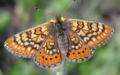 24-25 giugno – Le farfalle del Parco Alpi Liguri