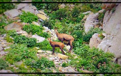 1 luglio – Avvistamento camosci sul Monte Monega