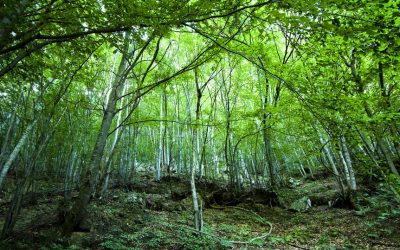 4 giugno – Escursione notturna nel Bosco di Rezzo