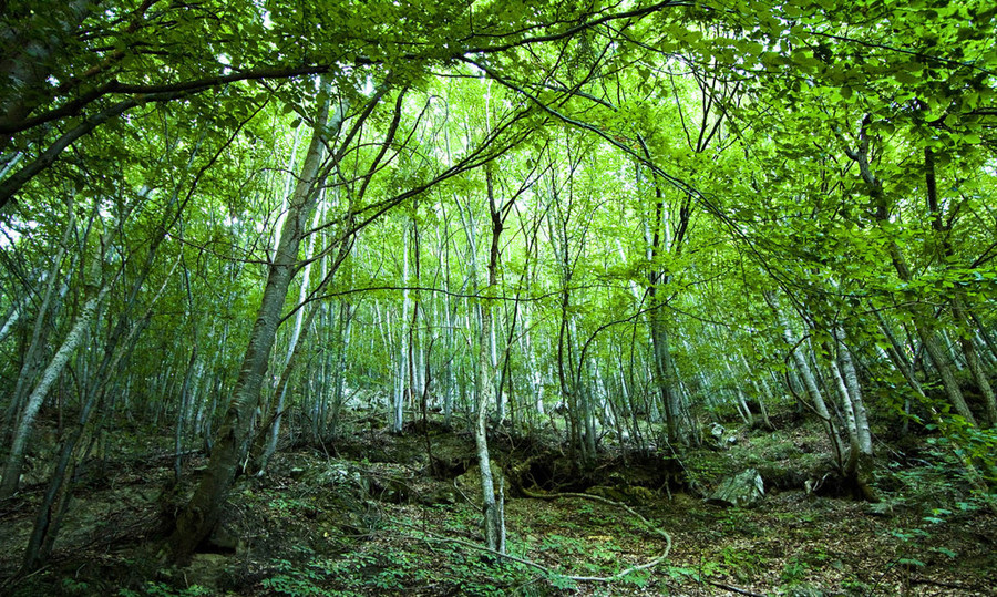 4 giugno – Escursione notturna nel Bosco di Rezzo