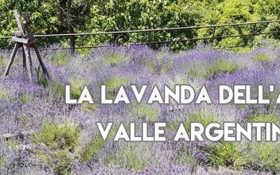 Altrove… La lavanda dell’Alta Valle Argentina