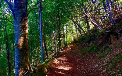 20 agosto – Bosco di Rezzo-Passo Mezzaluna