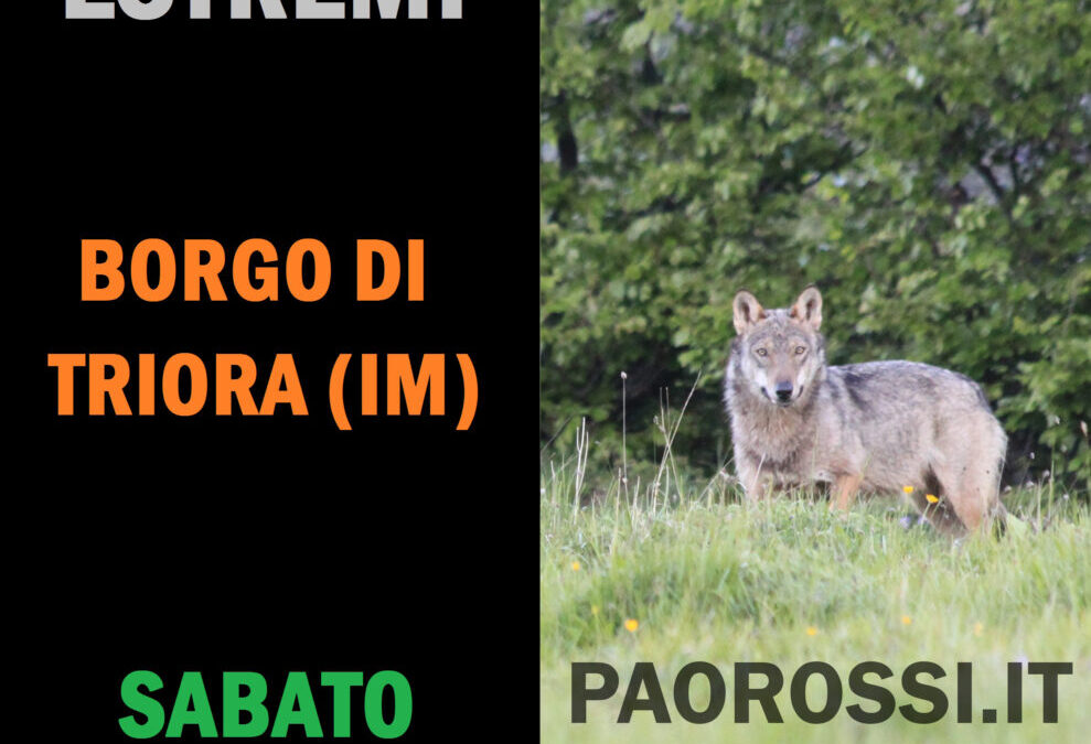 12 agosto -Lupi Estremi a Triora