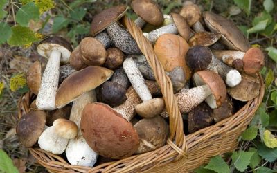 8 ottobre – Festa dei Funghi a Pigna