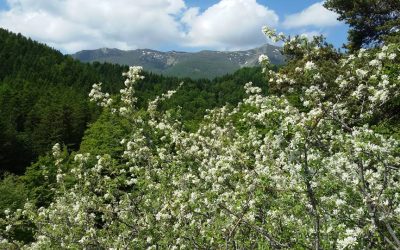 Festa di Primavera nelle Alpi Liguri – ultimo weekend 23-25 marzo