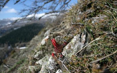 Festa di Primavera nelle Alpi Liguri – eventi 16-18 marzo