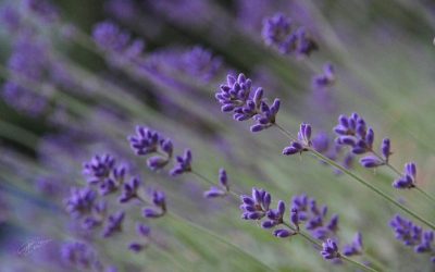 22 luglio – Festa della Lavanda a Pigna