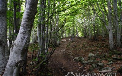 12 agosto – L’anello del Bosco di Rezzo