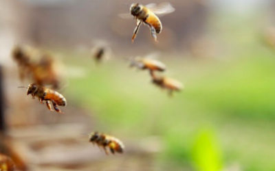 In evidenza – Bando per interventi in apicoltura