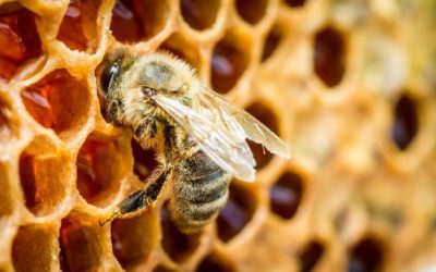 Concorso “Mieli dei Parchi della Liguria” 2020 – Invito agli apicoltori
