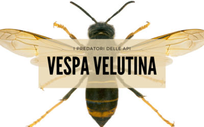 Vespa Velutina stagione 2021 – Il Parco delle Alpi Liguri di nuovo in prima linea per la difesa della biodiversità