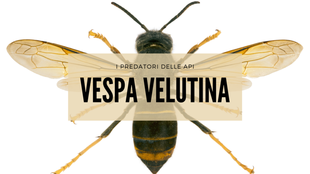 Vespa Velutina stagione 2021 – Il Parco delle Alpi Liguri di nuovo in prima linea per la difesa della biodiversità