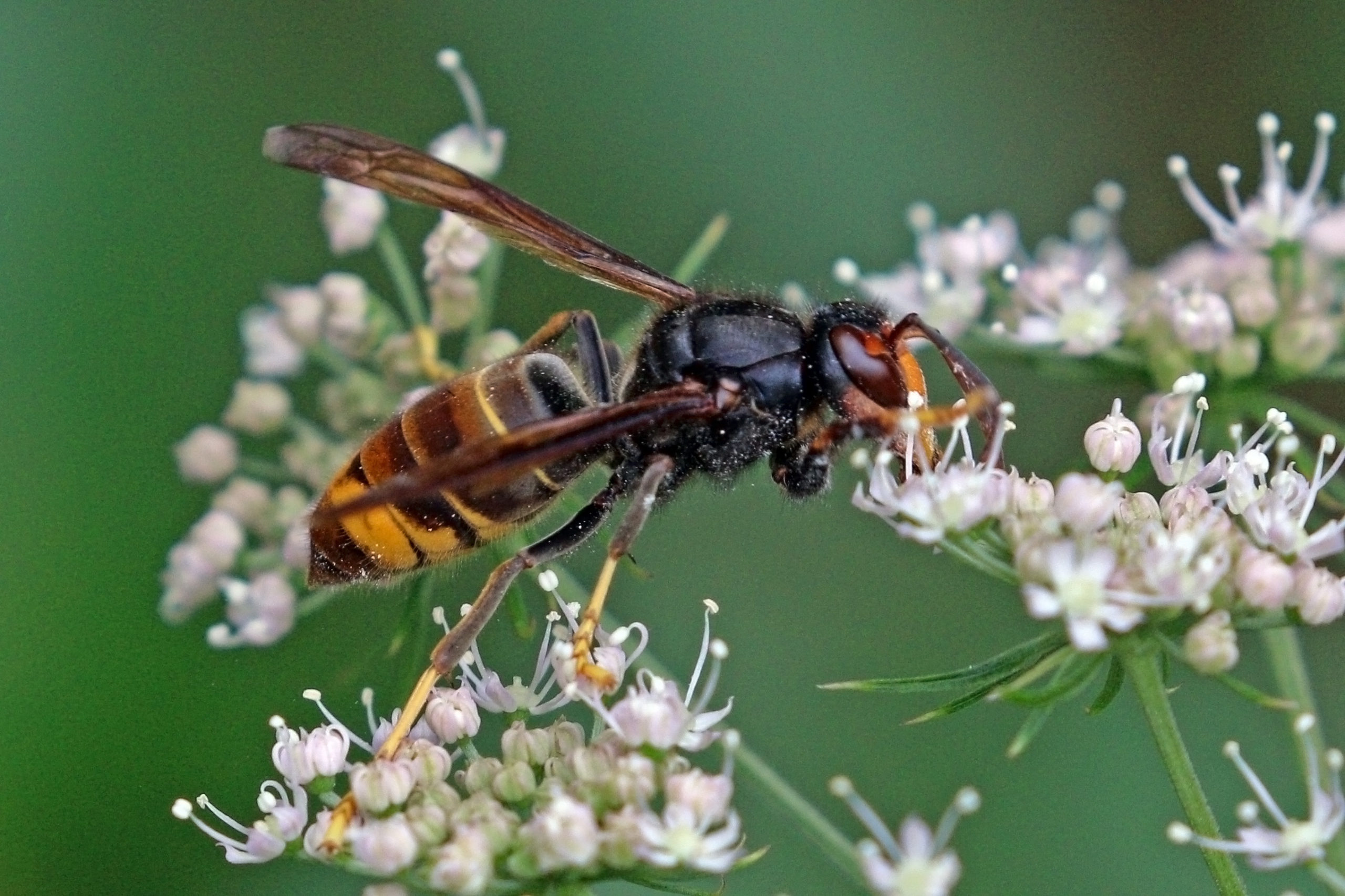 Vespa velutina | Parco Alpi Liguri