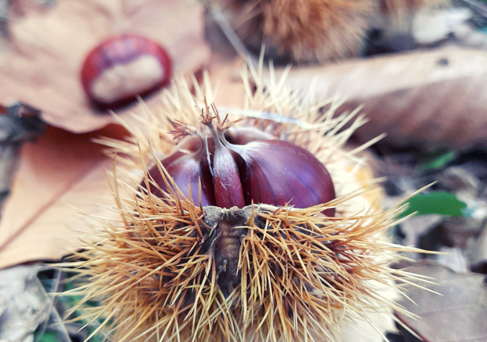 Eventi 29-31 ottobre nel Parco