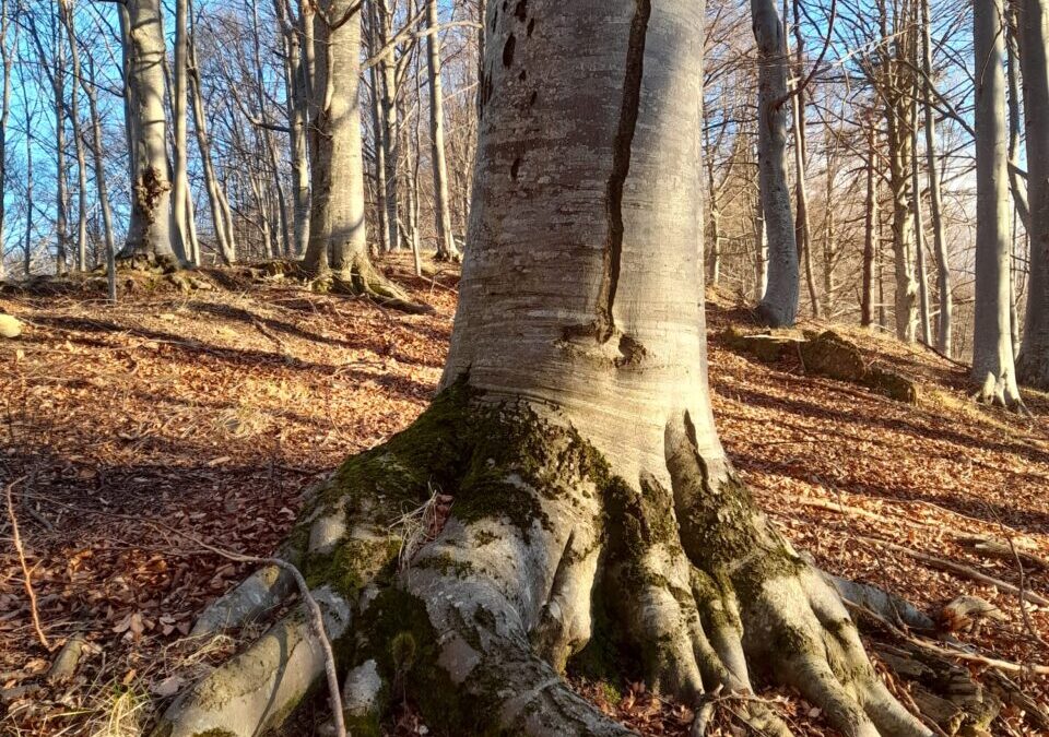 Eventi 22 gennaio nel Parco + anteprima 5 febbraio
