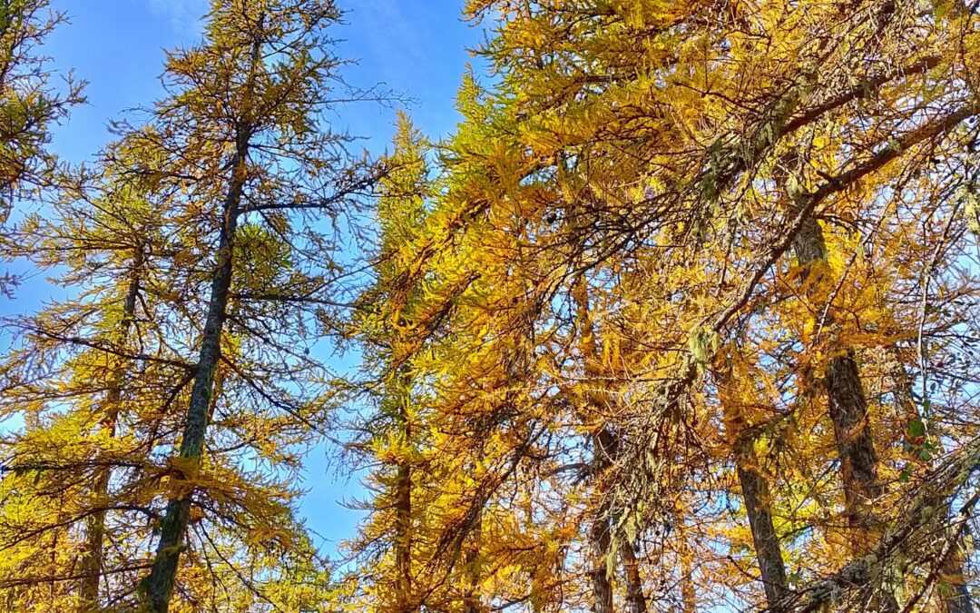 Eventi 7-9 novembre nel Parco