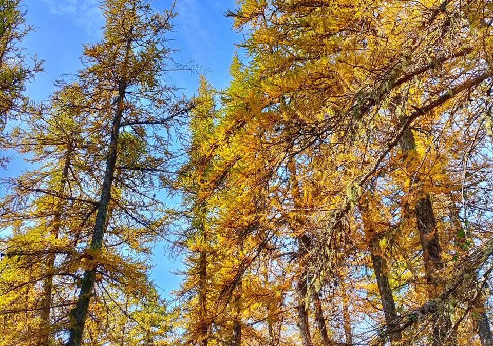 Eventi 7-9 novembre nel Parco